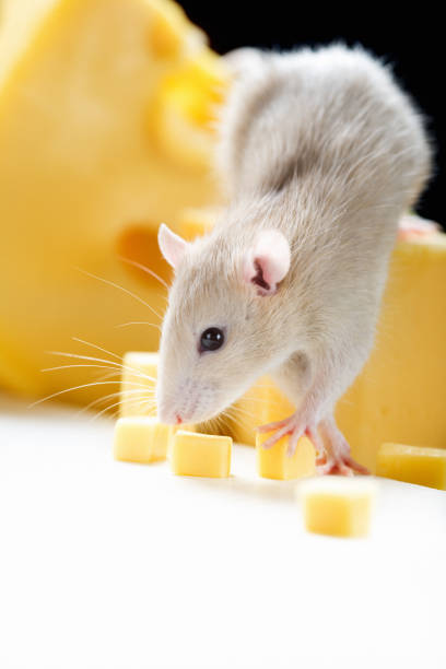 rongeur qui mange du fromage